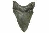 Fossil Megalodon Tooth - South Carolina #368370-1